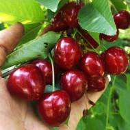 Саженец Черешня Мелитопольская поздняя